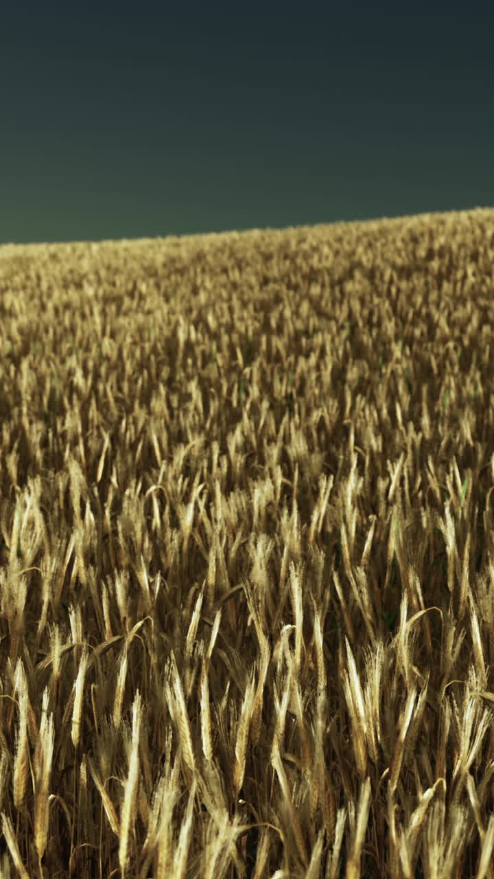 campo de trigo dorado bajo un cielo oscuro