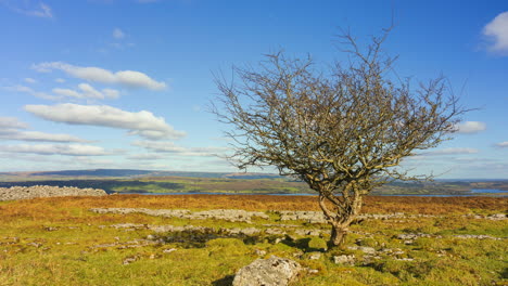 timelapse of rural nature farmland with single tree and field ground rocks in the foreground and lake during sunny spring day viewed from carrowkeel in county sligo in ireland