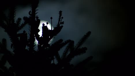 full moon light in spruce branches at night, time lapse