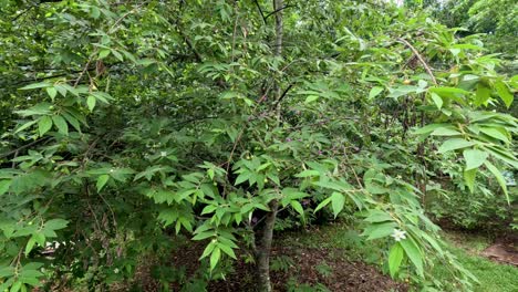 caminar constantemente a través de un bosque verde y exuberante