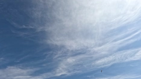 seagulls soaring in the sky over brighton, england