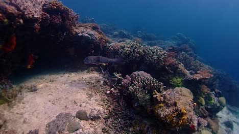 Follow-this-cute-porcupine-fish-in-his-habitat-reef-in-Raja-Ampat