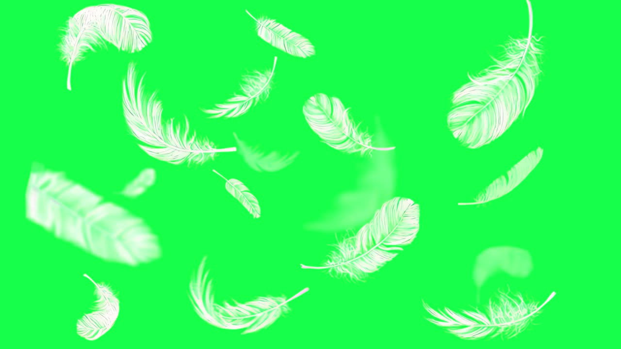 Floating white feathers animation, transparent 4K video, green screen