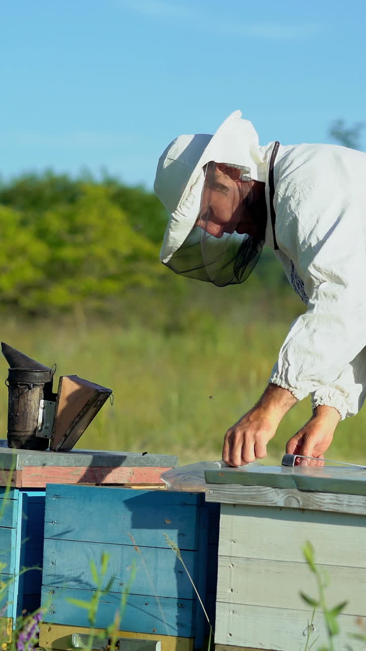 Beekeeper is working with bees and beehives on the apiary. Bees on honeycomb. Frames of a bee hive. Beekeeping. Honey. Vertical video