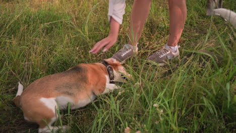 dog lying on grassy ground playfully with mouth open as owner lovingly taps its stomach while removing leash from its leg, partial view of another dog's tail nearby