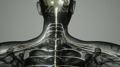 y el sistema nervioso del cerebro humano