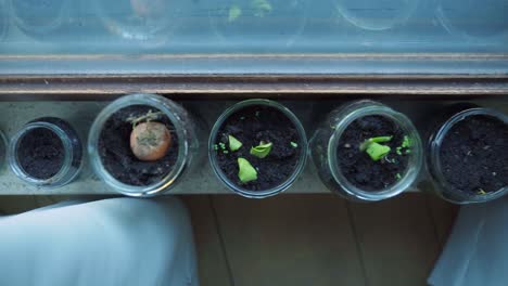 Recycled-glass-jars-re-used-for-planting-vegtables,-close-up-view-of-pumpkin-seeds-growing