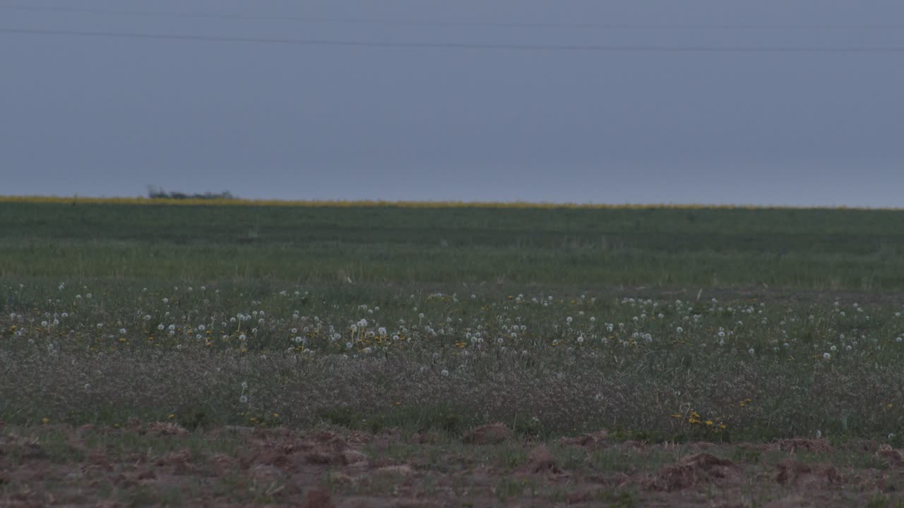 녹색 필드, 폴란드, 와이드 샷에서 이륙 및 비행하는 흰 황새