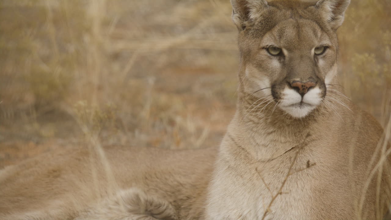 Nature and wildlife cougar looking around mountain lion