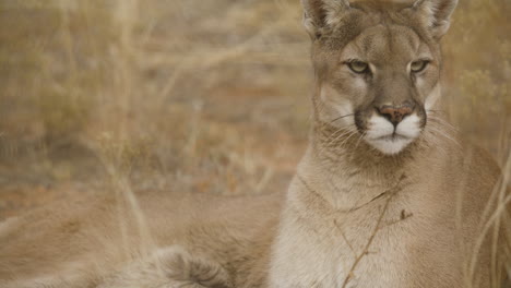 naturaleza y vida silvestre puma mirando alrededor león de montaña