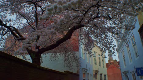 Europäische-Holländische-Straße-Im-Frühling-Mit-Blühenden-Baumblumen-Und-Traditionellen-Häusern-Im-Authentischen-Stil