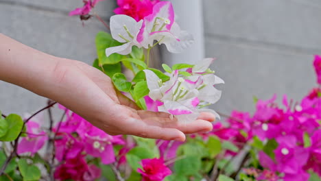 girl hand in a bougainvillea glabra flowers field at sunset