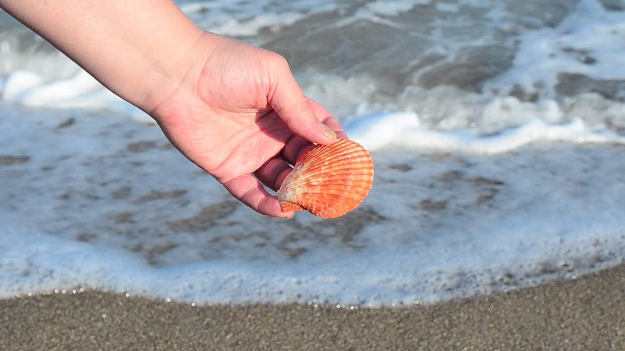 Sea cockleshell in a hand. Beach. Shooting on the beach