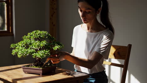 woman caring for bonsai tree