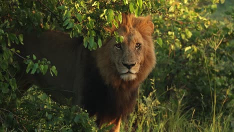 medium shot of a male lion standing underneath a bush and looking into the distance in beautiful golden light, greater kruger.