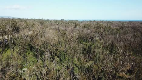 Subiendo-Y-Bajando-Imágenes-De-Drones-Sobre-La-Recuperación-De-Bosques-De-Eucaliptos-Y-árboles-De-Xantorrea-Un-Año-Después-De-Que-Un-Incendio-Forestal-Afectara-La-Región