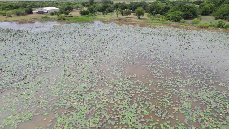 Aerial video of lily pads over Lake Arrowhead in Henrietta, Texas