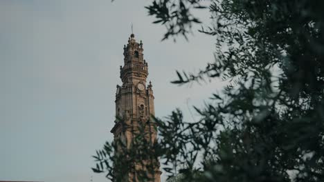 baroque bell tower seen through olive leaves in porto at golden hour, portugal