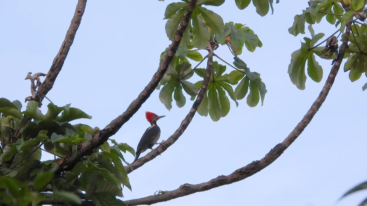 Lineated woodpecker scans from Cecropia tree in lush jungle