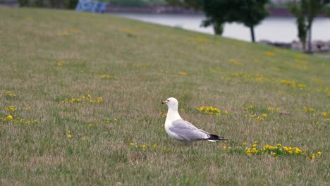 una gaviota de pie en un patio con parches de flores amarillas en un parque junto al lago erie