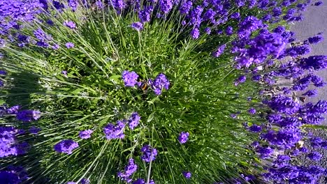 Bee-flying-around-colourful-bush-in-city-2