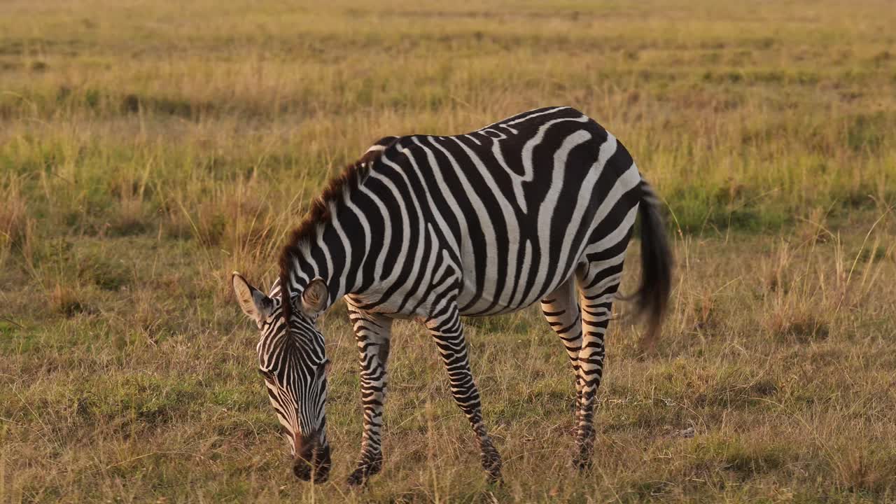 아프리카의 천천히 움직이는 야생 동물, 제브라 무리가 사바나를 먹고 아프리카의 아프리카 사파리 마사이 마라 케냐의 마사이 마라, 아름다운 황금 시간 해가 뜨는 태양 빛,  ⁇  촬영