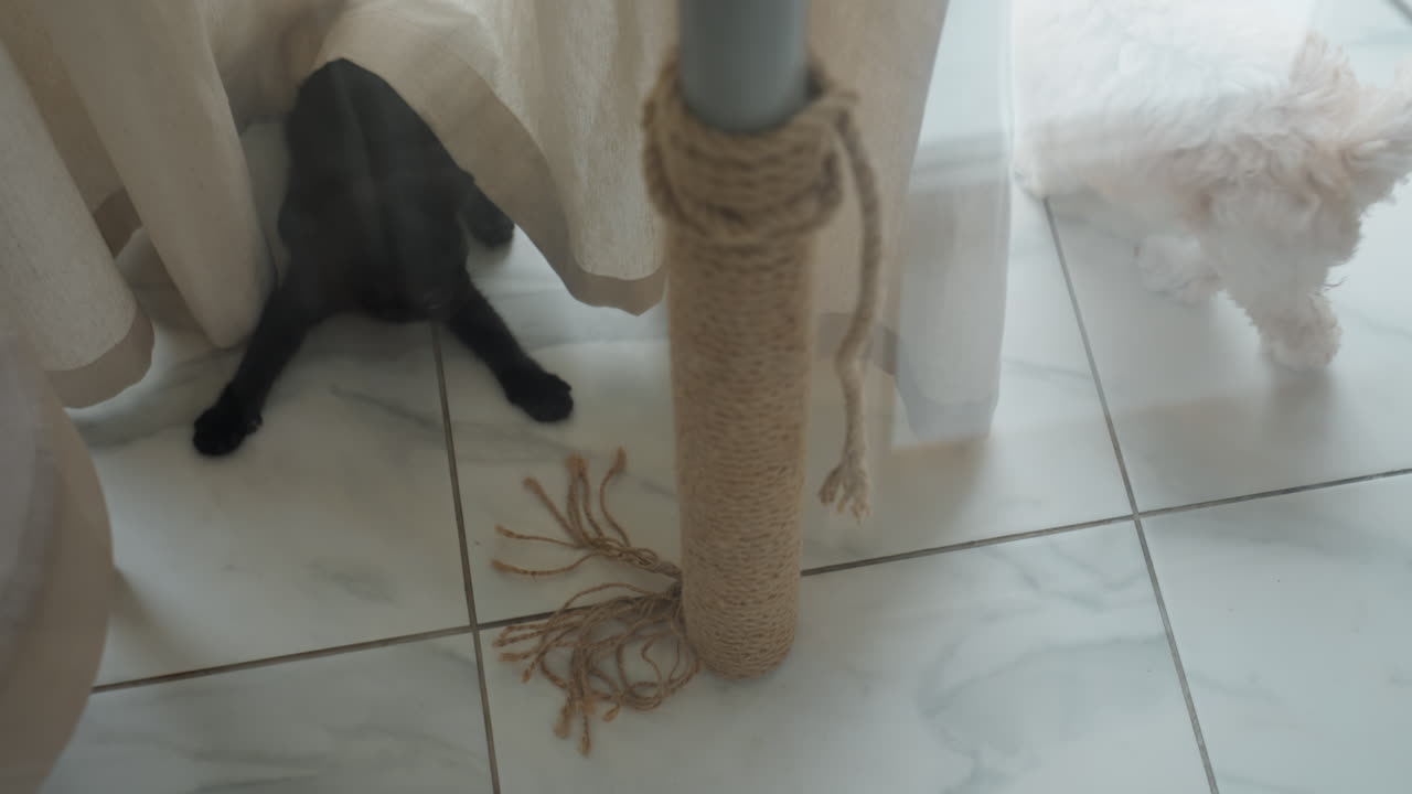 View through transparent glass table revealing playful kitten and puppy wrestling under table on glossy tile floor lit by soft natural light in cozy indoor scene by snowy patio window