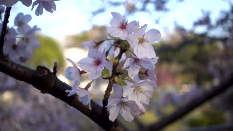 close up of pretty sakura cherry blossoms against background blurred scenery