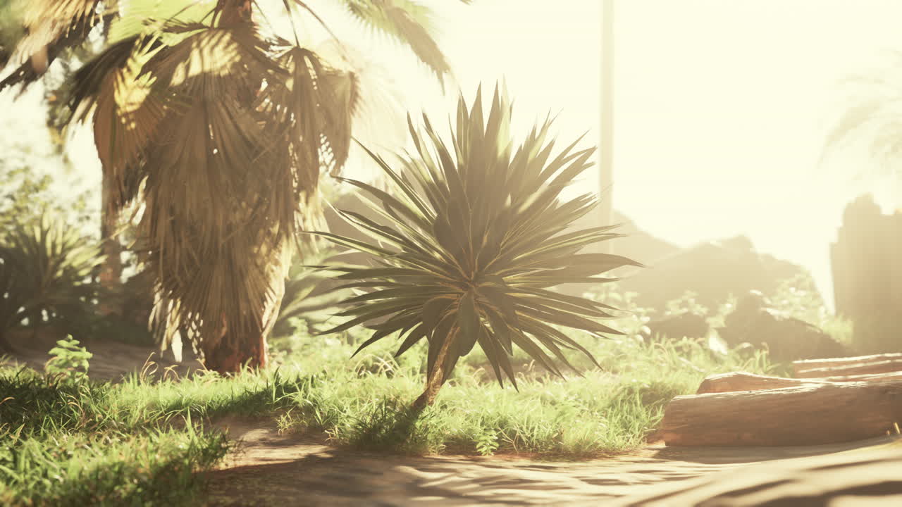 Tropical Beach Sunset