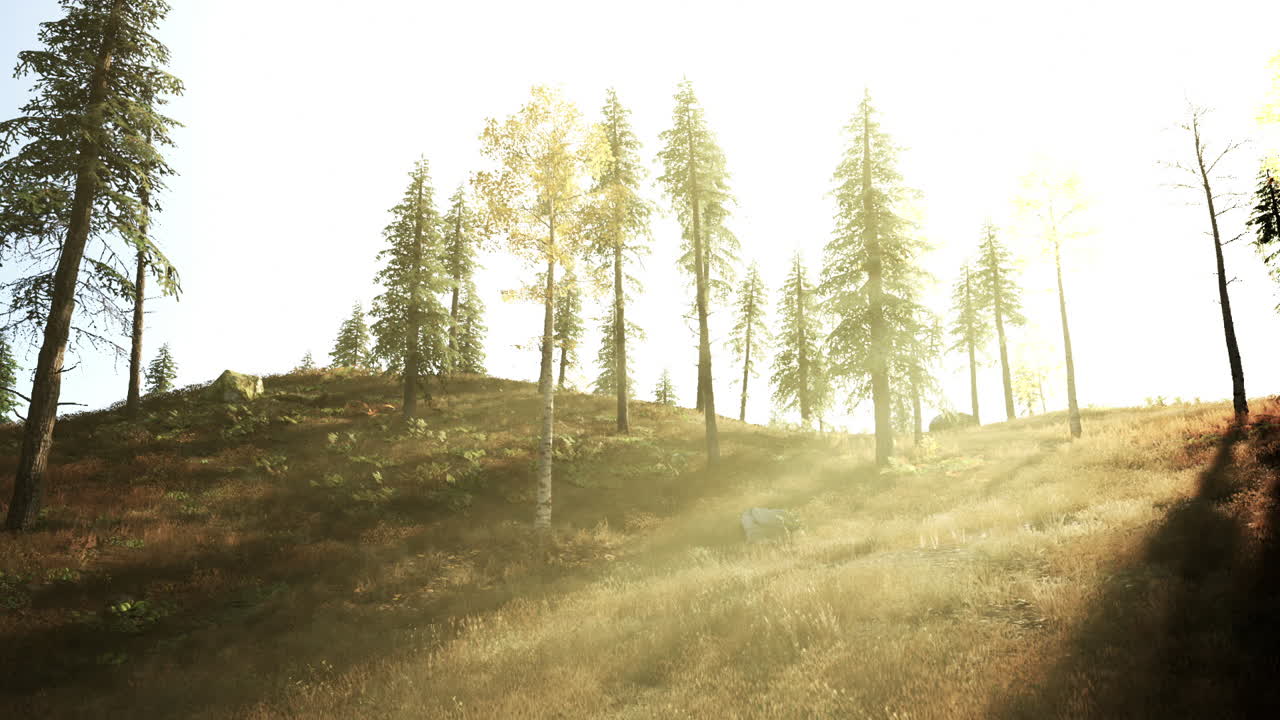 rayos de sol a través de los árboles en un bosque