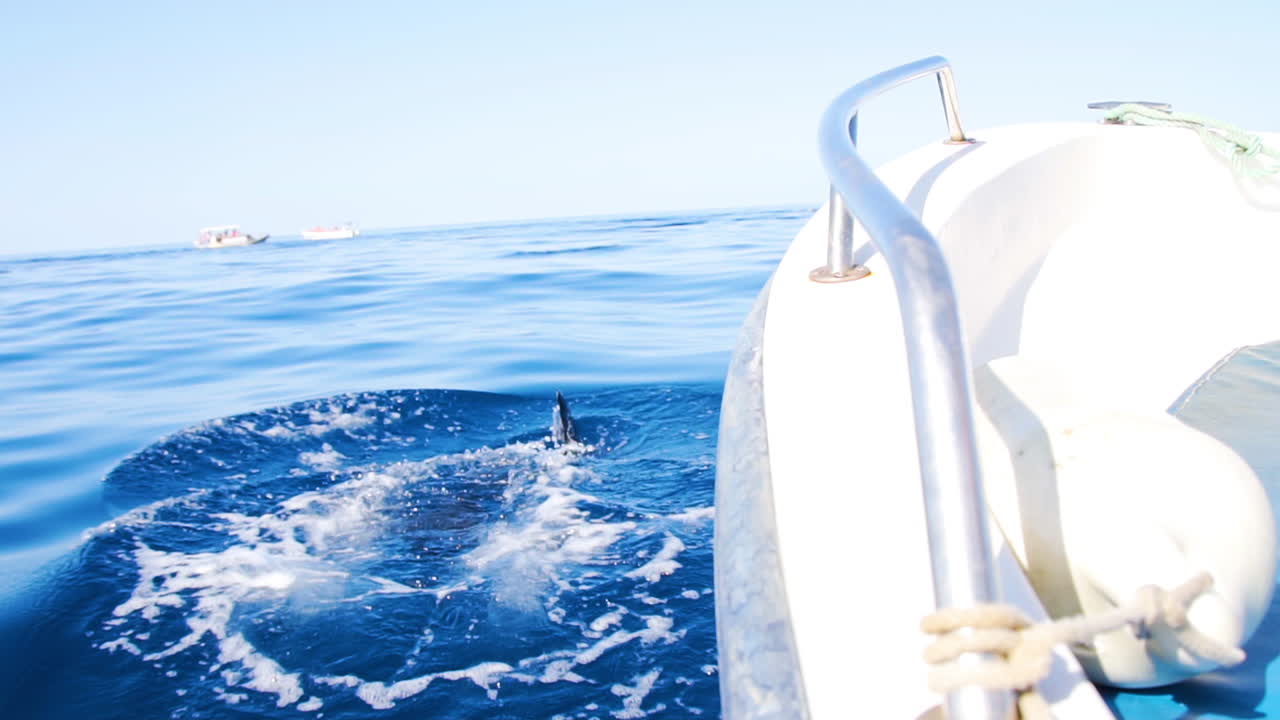 공중으로 떠오르기 전에 물속에서 장난스럽게 수영하는 돌고래