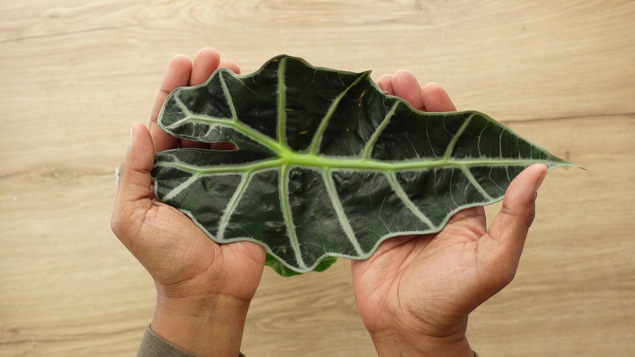 Seseorang Memegang Daun Alocasia Amazonica Besar.