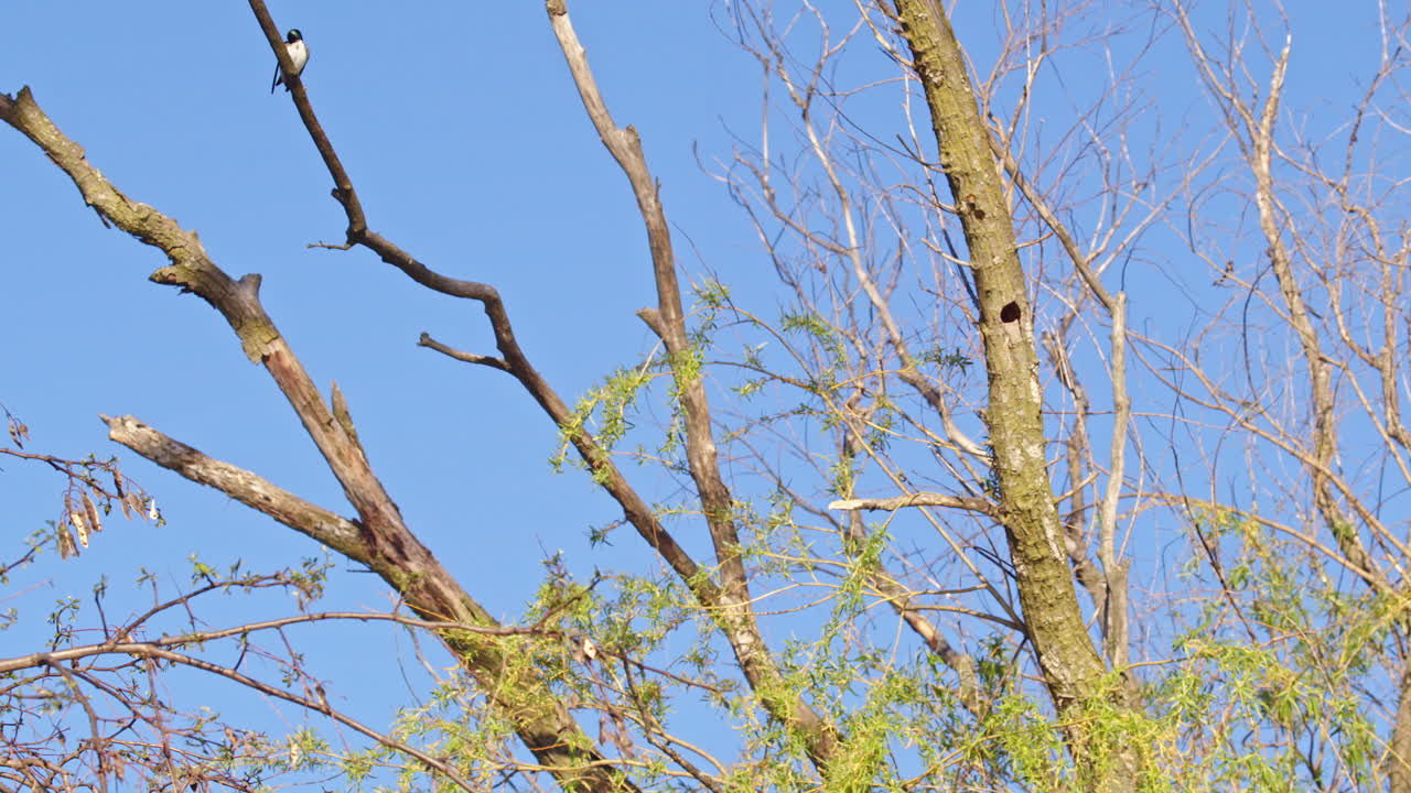 Romantic aerial scenes featuring purple martins in slow motion.
