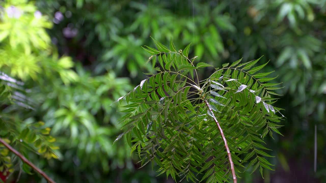 sumergirse en la belleza tranquila de las plantas durante un día lluvioso