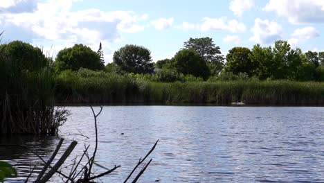 lake view with grass still shot