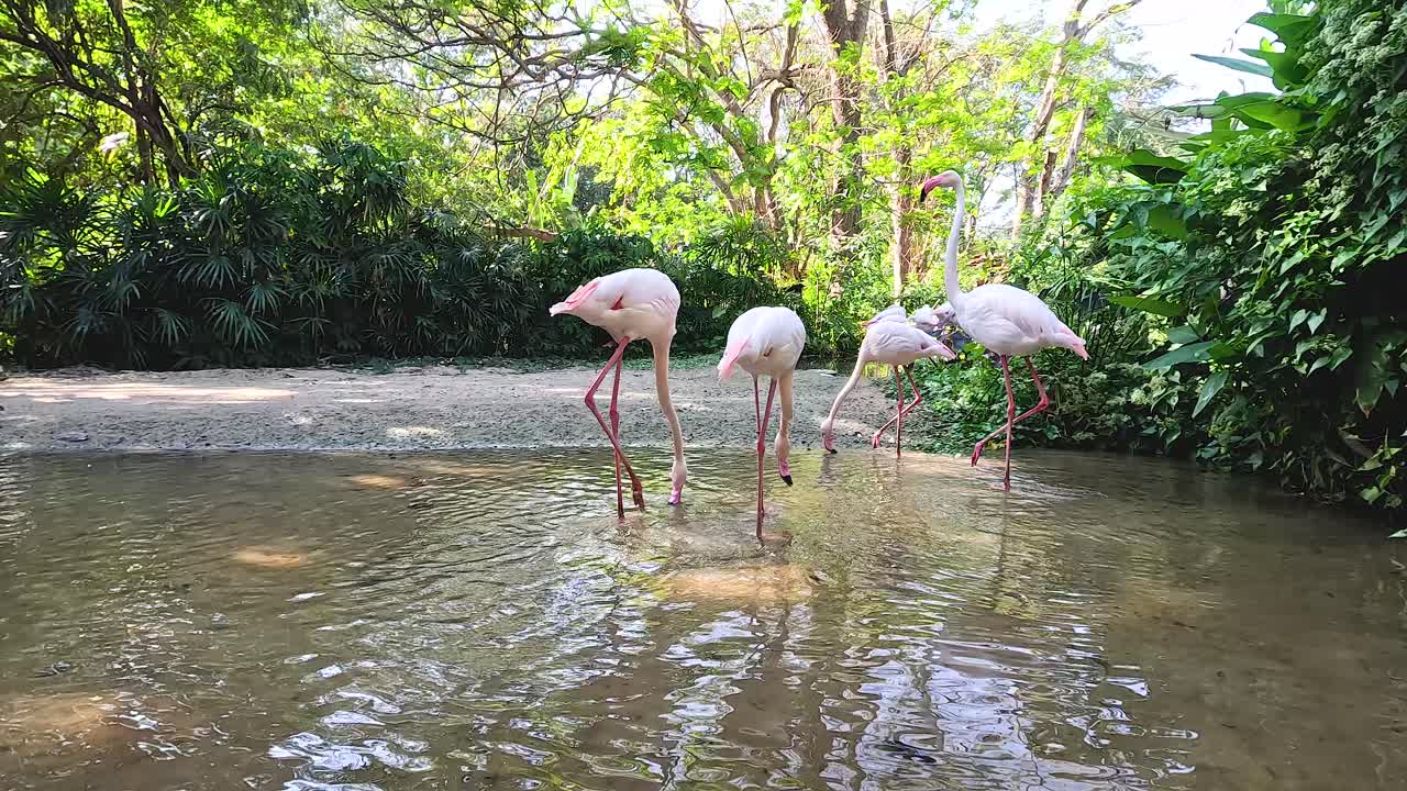 flamencos interactuando en un hábitat sereno del zoológico