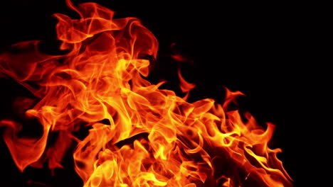 large bonfire burning isolated on the black backdrop. blaze with hot orange flames rising up. close up.