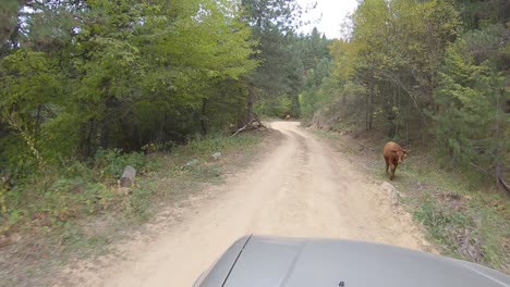 Vacas-Bloqueando-Nuestro-Camino