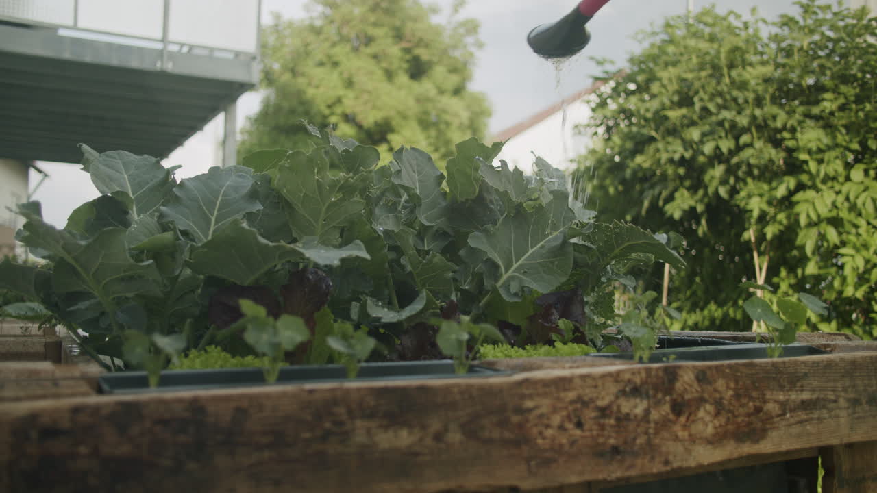 Medium close up shot of watering broccoli growing in a raised bed