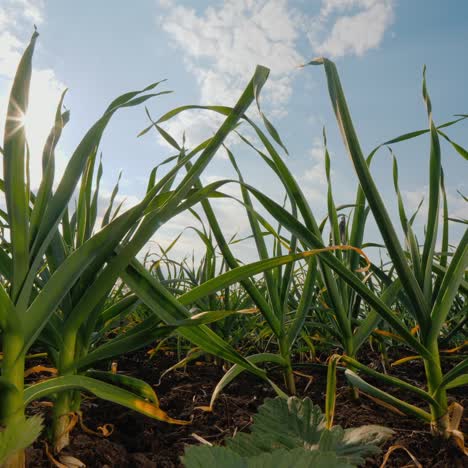 Juicy-Green-Garlic-Grows-On-A-Bed-Against-A-Blue-Sky