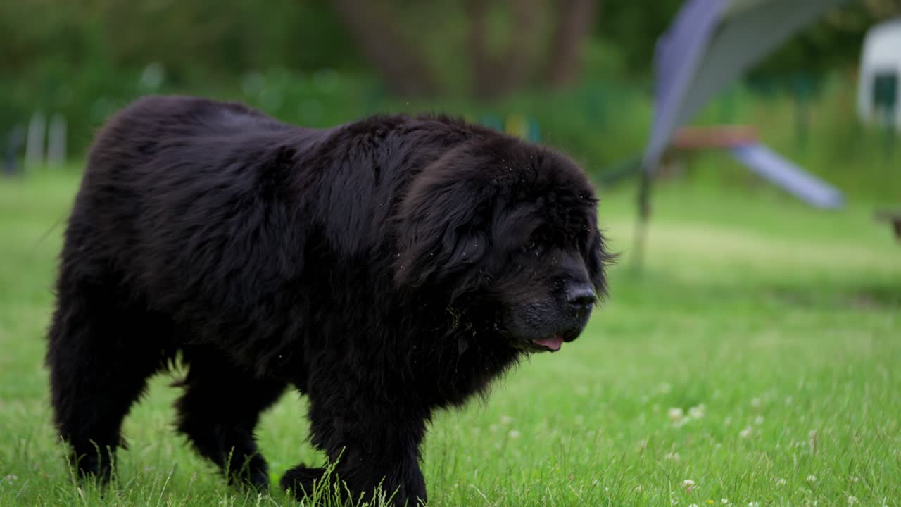 매우 큰 검은 뉴 ⁇ 들랜드 개가 긴 산책 후 녹색 필드 정원에서 천천히  ⁇ 고 혀가 입 밖으로 매달려 피곤해 보인다