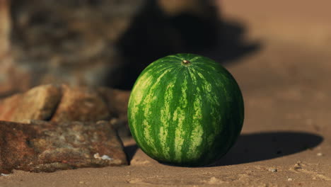 Große-Und-Saftige-Wassermelone-Auf-Dem-Strandsand