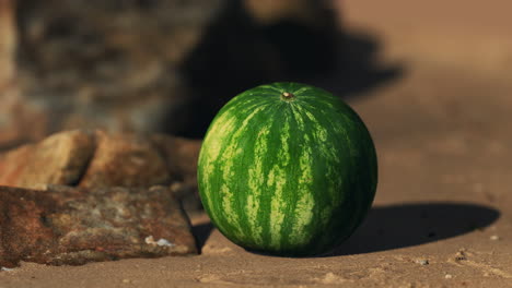 big and juicy watermelon on the beach sand