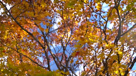 hermoso paisaje de colores otoñales de color naranja brillante, mirando hacia el cielo azul