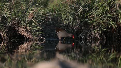 Moorhen-wandering-at-the-dirty-pond