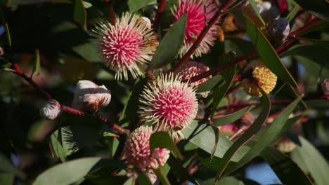 abejas volando y trepando alrededor de la planta hakea laurina, maffra soleado durante el día, victoria, australia cámara lenta