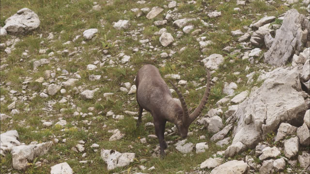 Stambecco che mangia allo stato brado in un prato-2