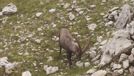 Steinbock-Frisst-In-Freier-Wildbahn-Auf-Einer-Wiese-2