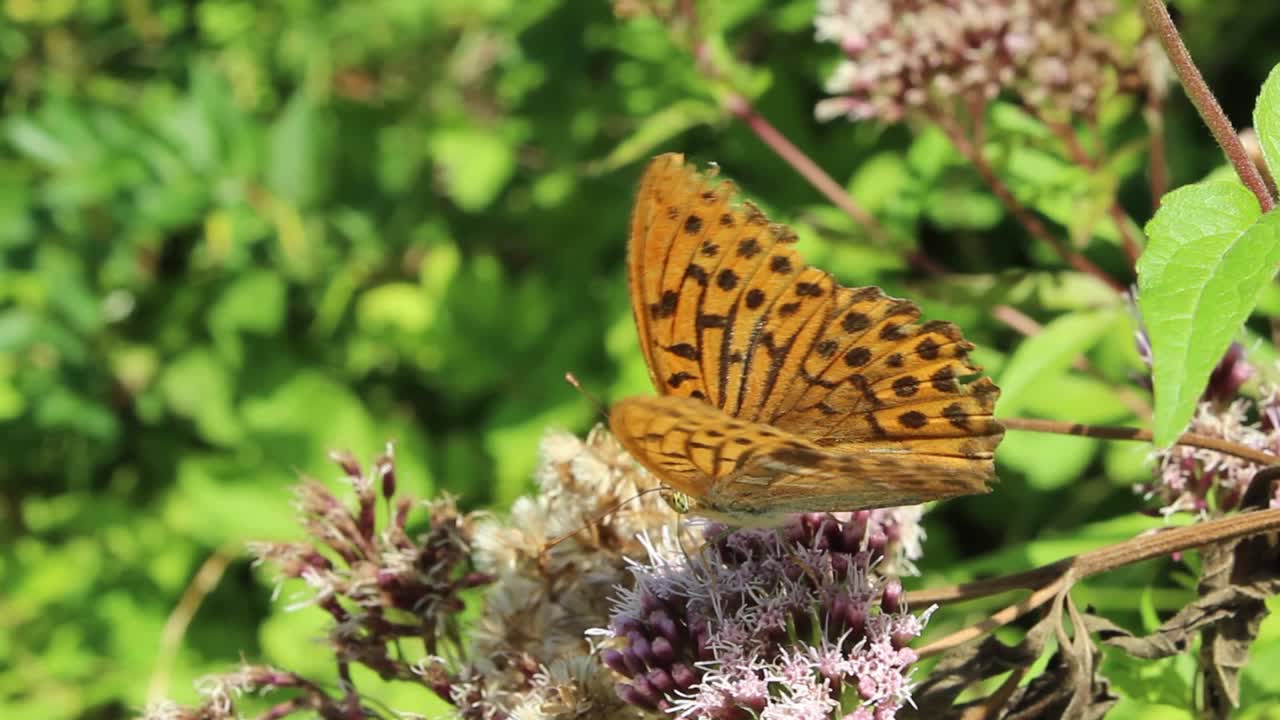 Farfalla arancione posata sui fiori.