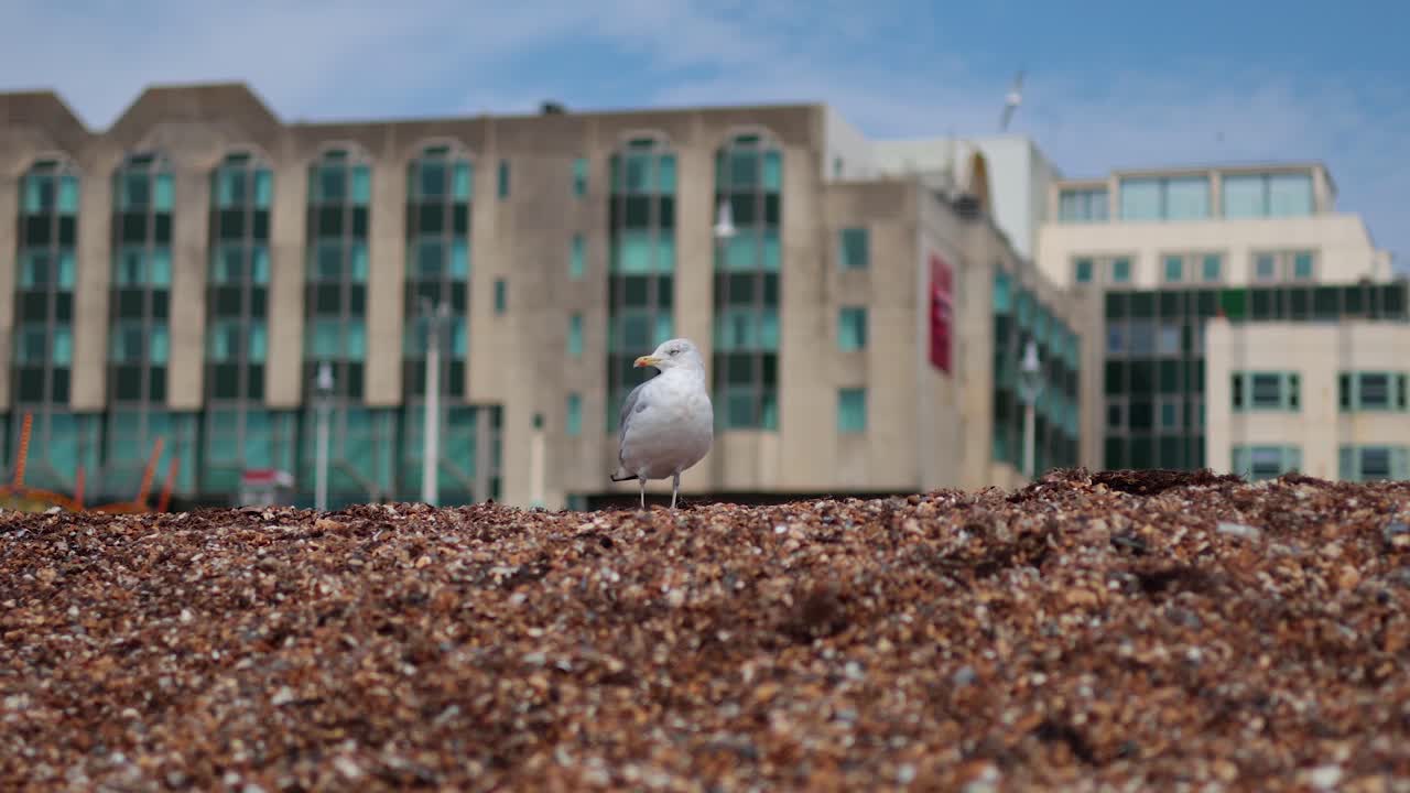 바다표범은 뒤에 건물과 함께 돌 위에 서 있습니다.